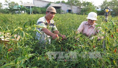 Vùng ven biển Gò Công mở rộng diện tích cây màu trên đất nhiễm mặn