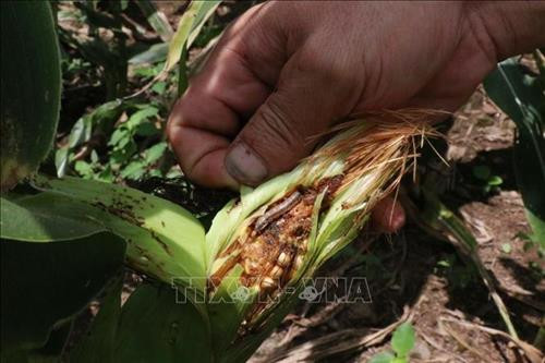 An Giang cảnh báo sâu keo mùa thu gây hại cây ngô trên diện rộng