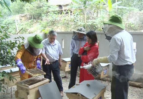 Quan Hóa phát triển nghề nuôi ong tự nhiên lấy mật 