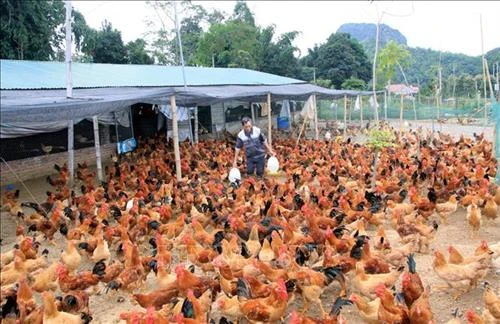 Phân loại và đánh giá hợp tác xã trong các ngành, lĩnh vực