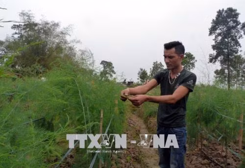 Anh Hoàng Anh Tuấn làm giàu từ trồng măng tây