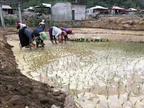 Mường La khôi phục sản xuất trên vùng lũ Nậm Păm