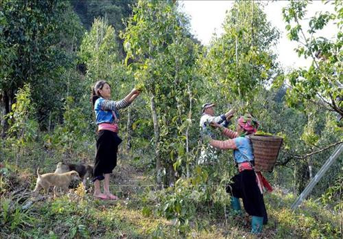 Hiệu quả vốn vay ưu đãi giúp phụ nữ dân tộc thiểu số ở Sìn Hồ phát triển kinh tế
