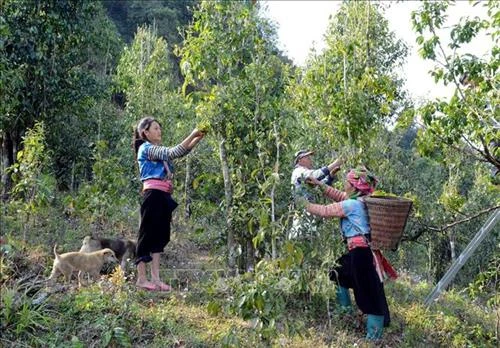 Hiệu quả vốn vay ưu đãi giúp phụ nữ dân tộc thiểu số ở Sìn Hồ phát triển kinh tế