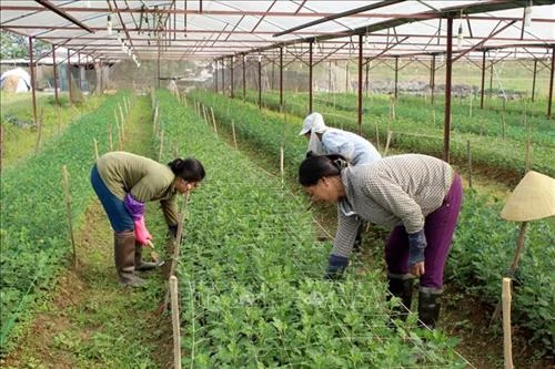 Ứng dụng công nghệ cao vào sản xuất nâng cao thu nhập cho nông dân Yên Định