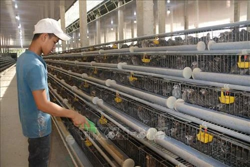 Bà Nguyễn Thị Ngọc Anh nuôi chim cút sạch có hiệu quả kinh tế cao