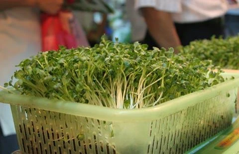 Cách trồng rau mầm không cần giá thể