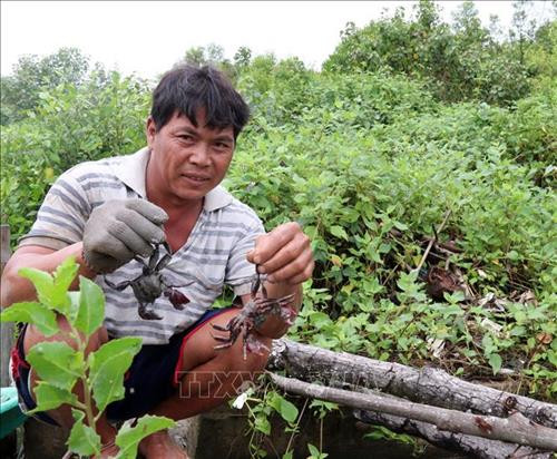 Nuôi ba khía dưới tán rừng ven biển Kiên Giang