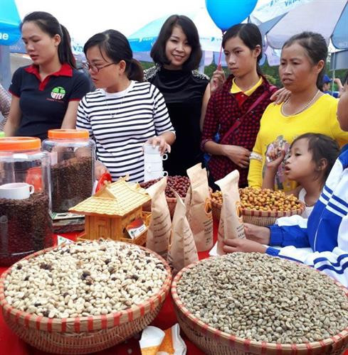 Các tỉnh Tây Nguyên chủ yếu chế biến cà phê nhân theo công nghệ chế biến khô