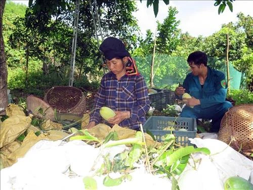 Sơn La mở rộng xuất khẩu xoài sang thị trường Anh