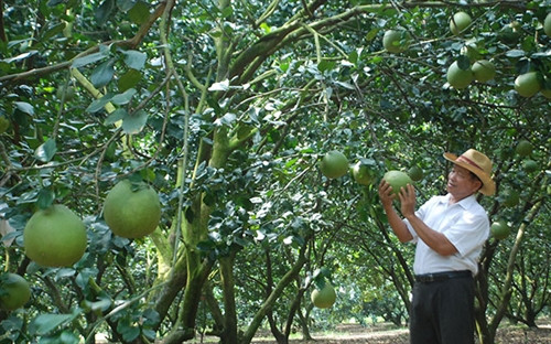 Nhân giống bưởi không hạt từ công nghệ hạt nhân