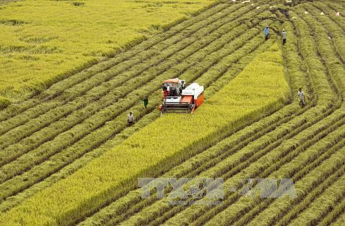 Giá lúa giống khu vực Đồng bằng sông Cửu Long tăng cao