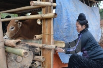 Giúp “bạn nhà nông” trụ rét