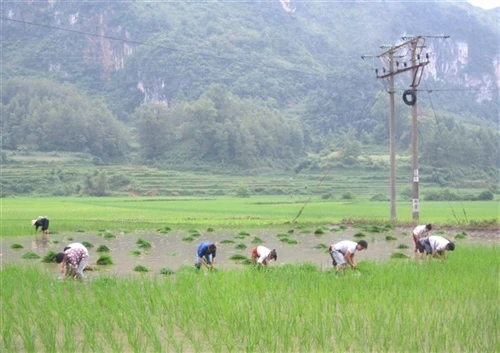 Kinh nghiệm sản xuất của người Tày, Nùng xưa