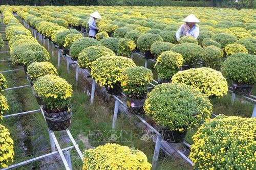 Sản xuất hoa cảnh gắn với du lịch cho hiệu quả kinh tế cao
