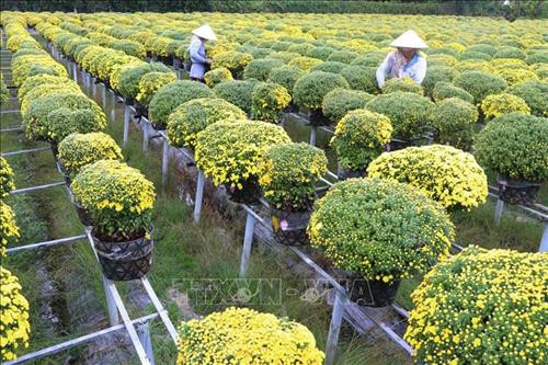 Sản xuất hoa cảnh gắn với du lịch cho hiệu quả kinh tế cao