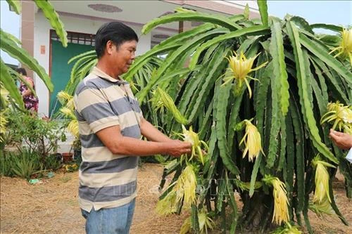 Tiền Giang chuyển đổi cây trồng thích ứng hạn, mặn