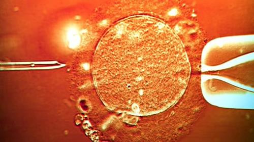 Kỹ thuật mới trong hỗ trợ sinh sản: em bé được sinh ra từ ADN của 3 người