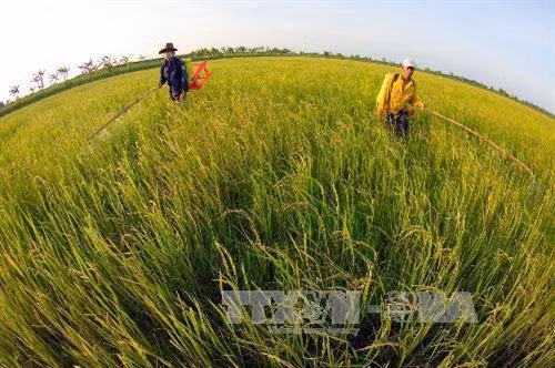 Nhân rộng mô hình sản xuất lúa sử dụng phân bón thông minh ở huyện Tháp Mười
