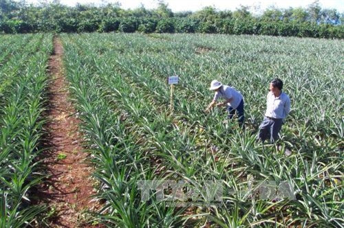 Giải pháp cho phát triển nông nghiệp bền vững