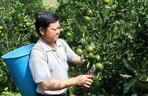 Những đồi quýt bạc tỷ ở huyện vùng cao biên giới Mường Khương