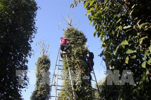 Quảng Trị thúc đẩy liên kết sản xuất để xuất khẩu nông sản