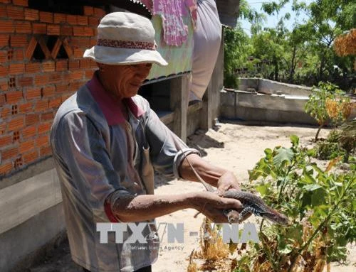 Ninh Thuận phát triển nuôi dông thương phẩm