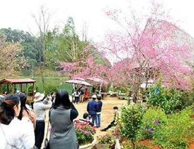 Rực rỡ hoa anh đào trên cao nguyên Măng Đen