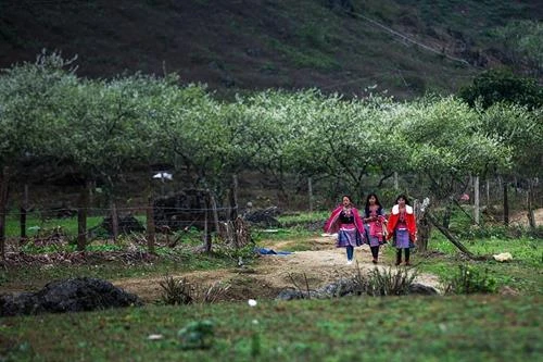Thời tiết ngày 6/2/2019: Mồng 2 Tết trời đẹp để du Xuân