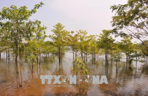 Bình Phước trồng hàng nghìn héc ta rừng bán ngập tại các hồ thủy điện