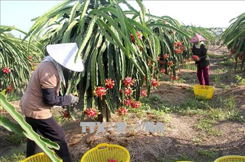 Tháo gỡ khó khăn cho vùng chuyên canh thanh long
