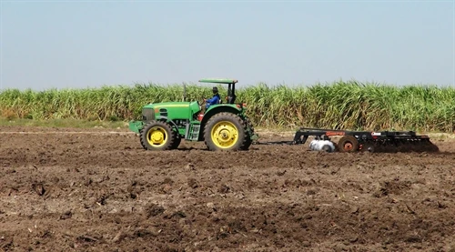 Tây Ninh: Nhiều cánh đồng mía chuẩn bị mùa vụ mới