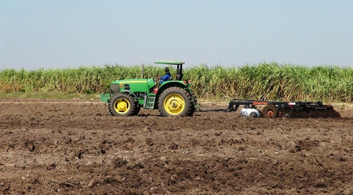 Tây Ninh: Nhiều cánh đồng mía chuẩn bị mùa vụ mới