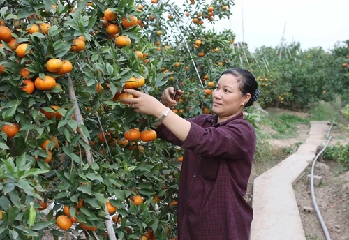 Thủ tướng chỉ thị đẩy mạnh xây dựng nông thôn mới