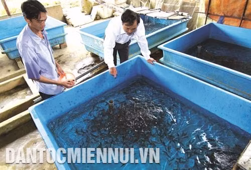 Kỹ thuật nuôi cá hồi vân nước lạnh