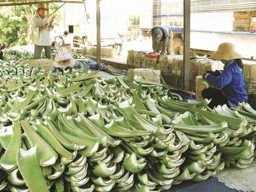 Kỹ thuật trồng cây lô hội