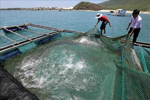 Khánh Hòa: Hỗ trợ đồng bào dân tộc thiểu số vay vốn, hướng đến mục tiêu giảm nghèo bền vững