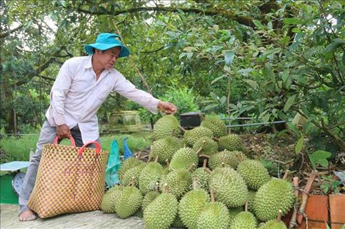 Tiền Giang công bố nhãn hiệu tập thể “Sầu riêng Cai Lậy”