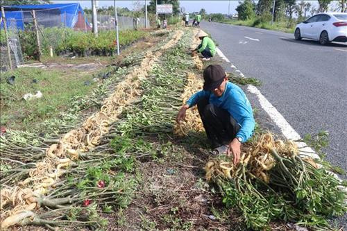 Hoa sứ Sa Đéc xuất ngoại