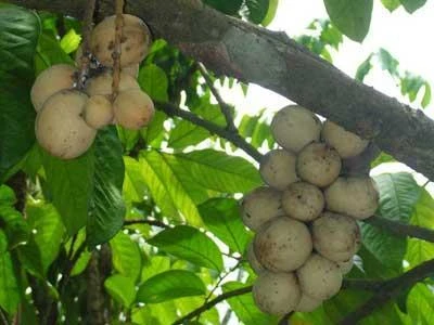 Những lưu ý khi trồng cây bòn bon