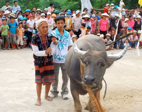 Người Cơ Tu khóc trâu
