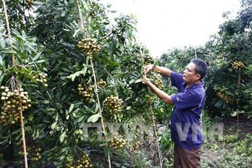 Tiếc nuối cây nhãn đường phèn ở Hưng Yên