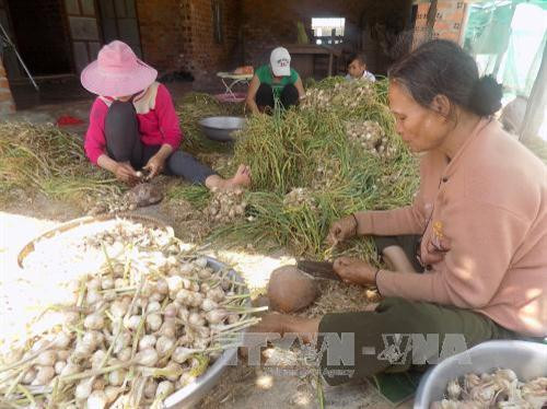 Trên 40.000 lượt hộ ở Khánh Hòa thoát nghèo nhờ nguồn vốn tín dụng