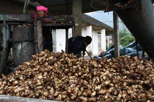 Làng nghề Miến dong Côn Minh – Hương rừng Bắc Kạn