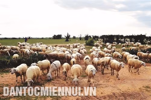 Chăm sóc vật nuôi mùa khô hạn