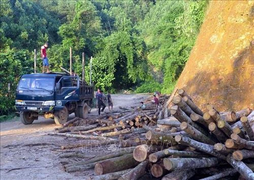 Chủ động nguồn nguyên liệu gỗ bền vững