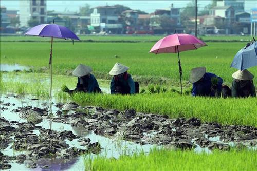 Kế hoạch triển khai thi hành Luật Trồng trọt, Luật Chăn nuôi