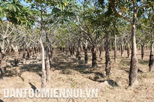 Làm giàu trên vùng đất hoang hóa