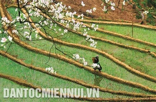 Sắc xuân vùng cao Trạm Tấu