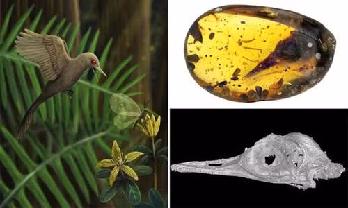 Phát hiện loài khủng long có kích thước bé hơn loài chim ruồi nhỏ nhất thế giới